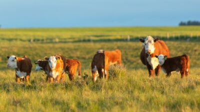 Campo agrícola ganadero de 500 hectáreas en Guichón
