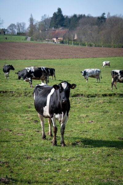 Campo lechero en arrendamiento en Tarariras, Colonia